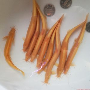 观赏鱼苗 黄金泥鳅 苗活体冷水鱼小金龙清道夫鱼垃圾鱼放生淡水鱼