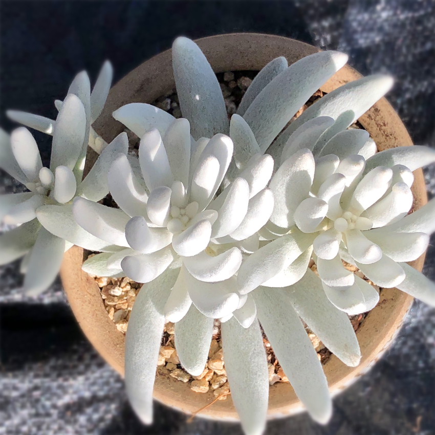 银月多肉植物新品超萌肉肉办公室阳台四季盆栽绿植小神仙云南多肉