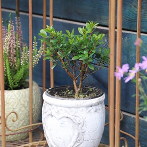 檀香木 span class=h>小叶紫檀 /span>盆栽  span class=h>盆景 /span