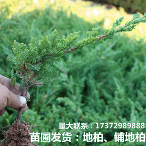 【2送1】Verbena Linn柏林少女银色山泉 孤儿