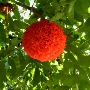 木本红绣球树图片