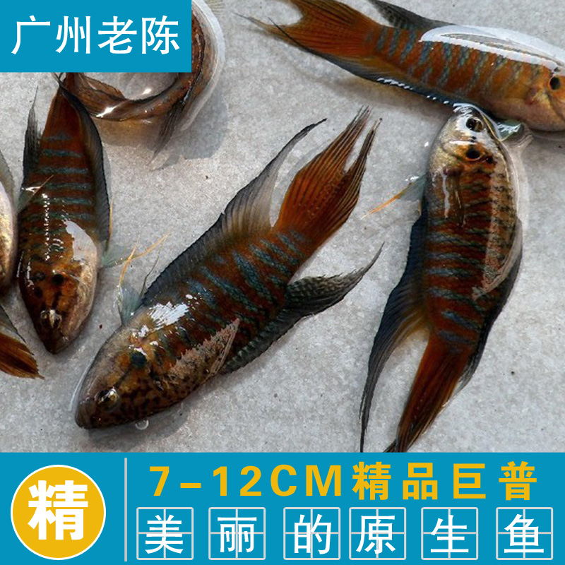 花手巾菩萨鱼 已售 8 ￥1 广东 揭阳 ￥( 0折) 淘宝 高体鳑鲏 旁皮鱼