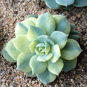 雪域多肉植物图片