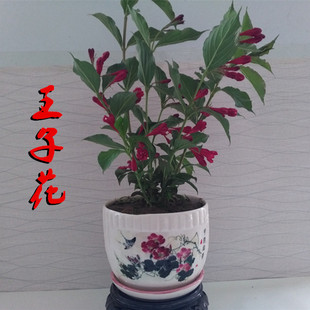 红王子锦带王子花盆栽室内庭院花卉植物盆栽