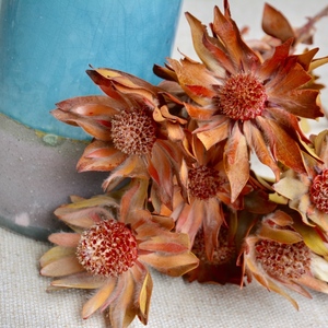 秋叶木百合干花 非洲进口天然风干花咖啡  民宿北欧风软装摆设