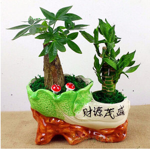 发财树绿植盆栽组合富贵竹水培植物树苗小盆栽防辐射招钱树招财树