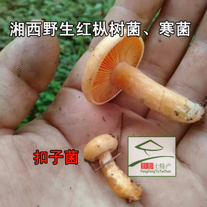 野生羊肚菌特級乾貨雲南麗江特產蘑菇全剪柄2-3公分適合小孩食用 已售