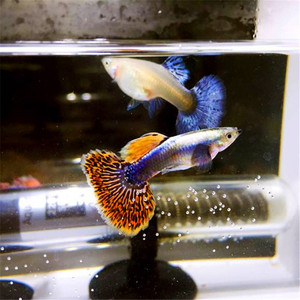 五彩蕾丝 span class=h>孔雀鱼 /span> 大耳朵孔雀 凤尾鱼活体小型