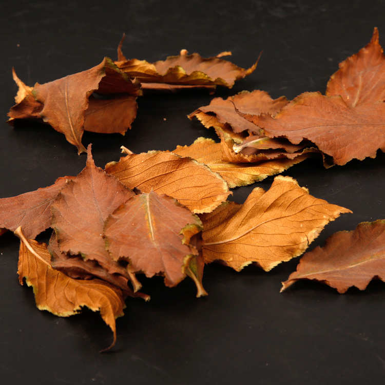 摄影干树叶 枯树叶标本家居装饰 干树叶天然服装化妆品拍摄道具