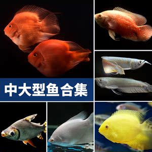 銀龍魚血鸚鵡菠蘿魚地圖魚招財魚接吻魚淡水魚熱帶觀賞魚寵物活體