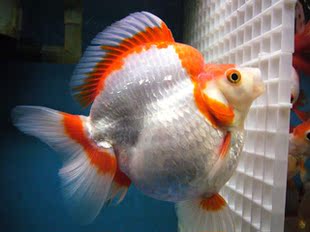 金鱼活体冷水鱼/鎏金金鱼/樱花鎏金/高背短尾鎏金/风水鱼