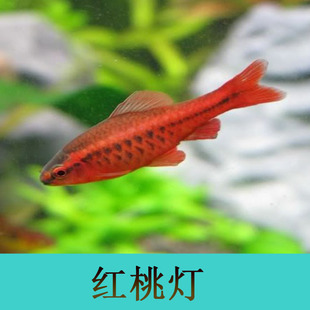 燈魚 紅桃燈 紅肚燈 觀賞魚 熱帶魚 魚缸 水族箱活體 草缸必備