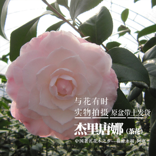 【杰里唐娜】粉白色茶花盆栽扦插小苗 3年苗高30单枝条阿布实拍.