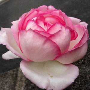 m12巴尔扎克青莲居玫兰月季大花2加仑扦插1.5年苗灌木强香盆栽