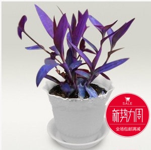 【紫罗兰植物花图片】紫罗兰植物花图片大全