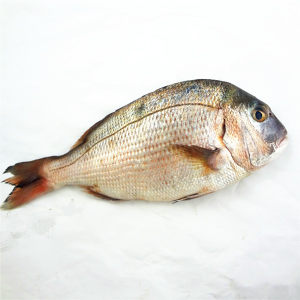 海之沃海鲜 深海鱼 真鲷 新鲜速冻野生加吉鱼 水产海鱼 满包邮