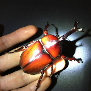 class=h>仙 /span>  span class=h>幼虫 /span> 甲虫 另类宠物 活体