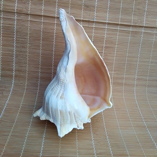 天然海螺贝壳超大珍稀名螺左旋螺 佛教大法螺 招财转运螺收藏摆件